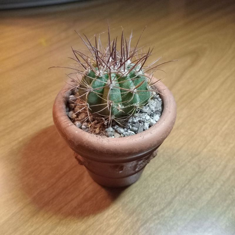Photo of a cactus currently being identified