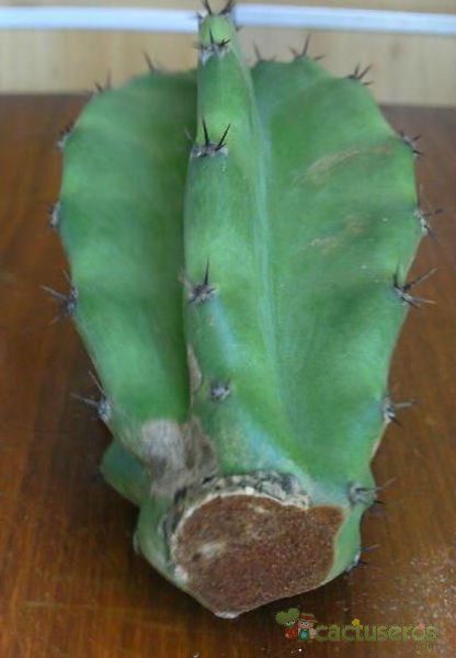 Una foto de Cereus jamacaru