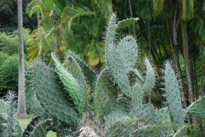A photo of Opuntia bisetosa