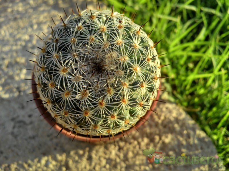 Una foto de Mammillaria haageana ssp. elegans