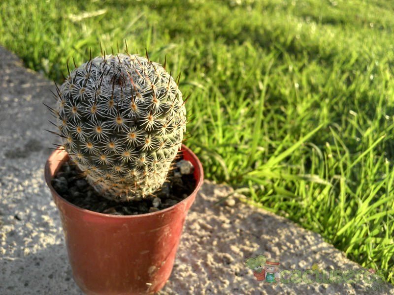 Una foto de Mammillaria haageana ssp. elegans
