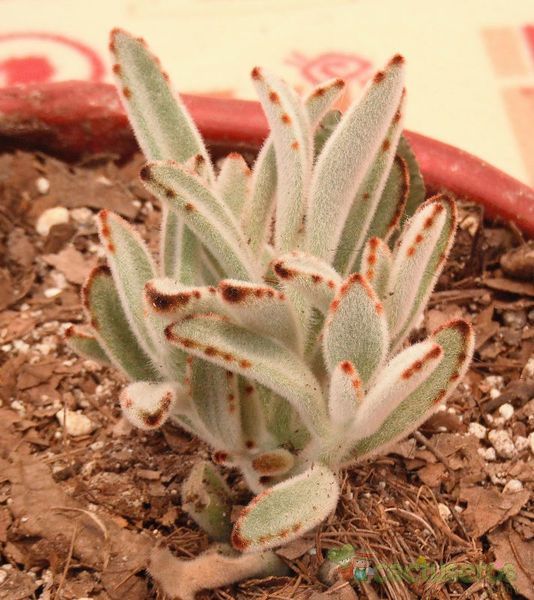 Una foto de Kalanchoe tomentosa