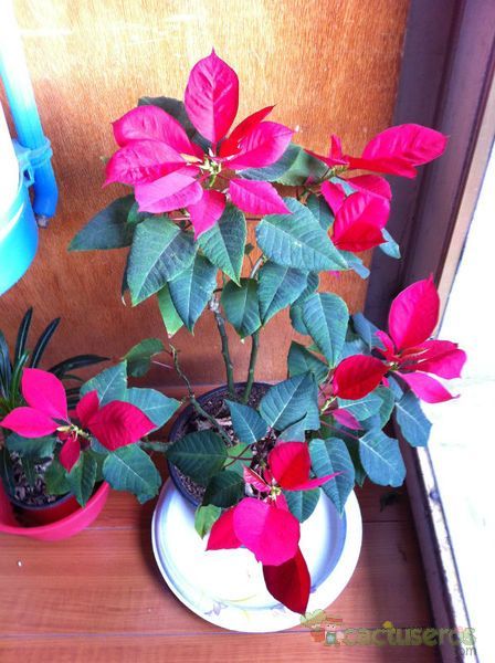 Una foto de Euphorbia pulcherrima