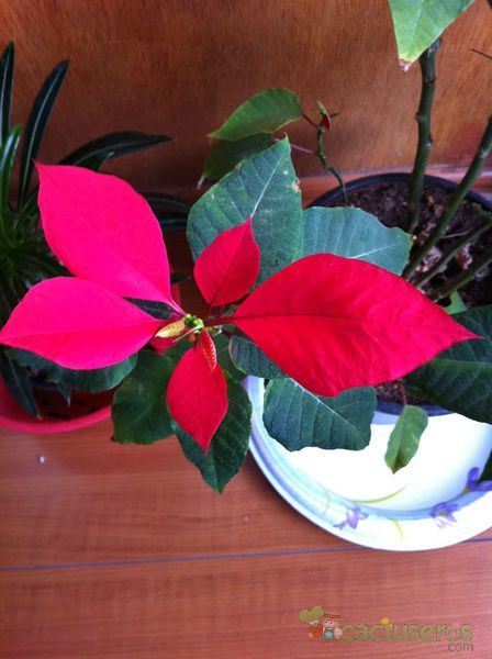 Una foto de Euphorbia pulcherrima