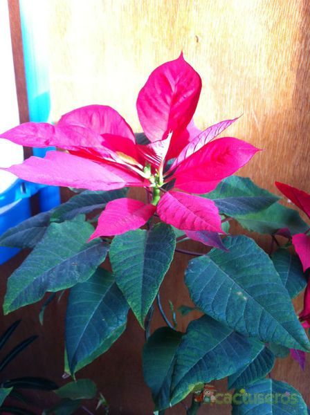 Una foto de Euphorbia pulcherrima