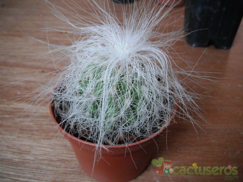 A photo of Cephalocereus senilis