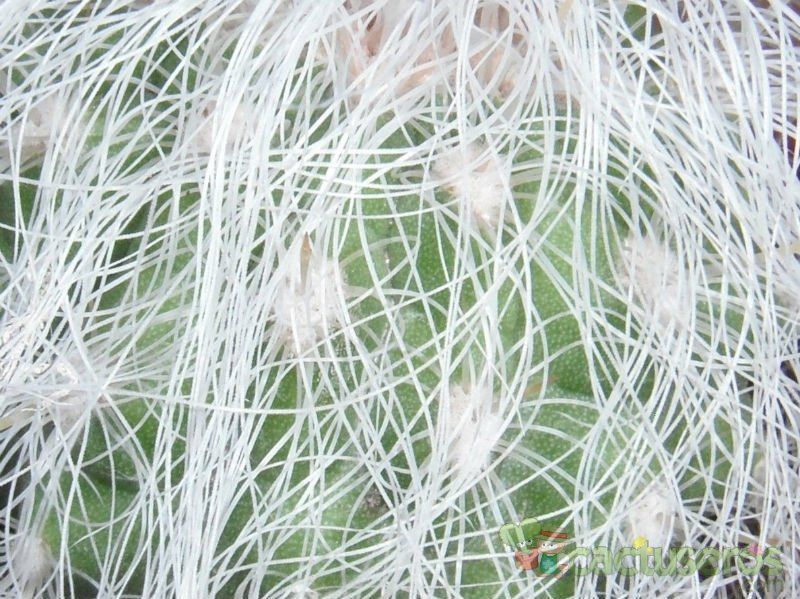 A photo of Cephalocereus senilis