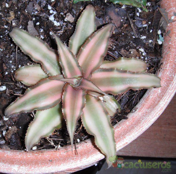 Una foto de Cryptanthus bivittatus