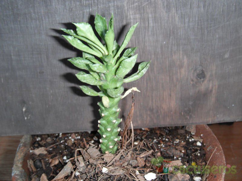 A photo of Euphorbia lugardae