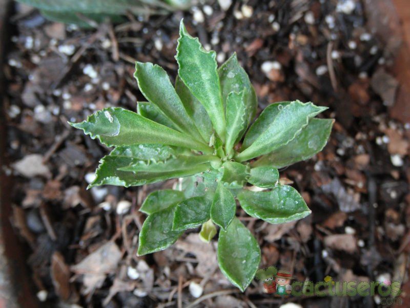 A photo of Euphorbia lugardae