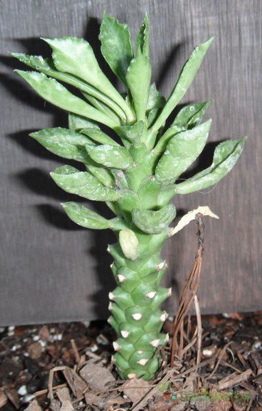 A photo of Euphorbia lugardae
