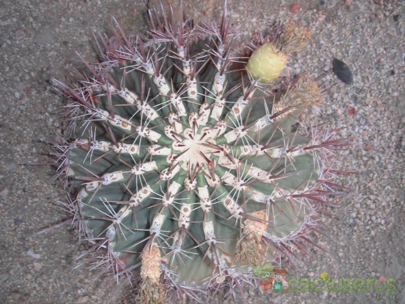 A photo of Ferocactus emoryi ssp. rectispinus
