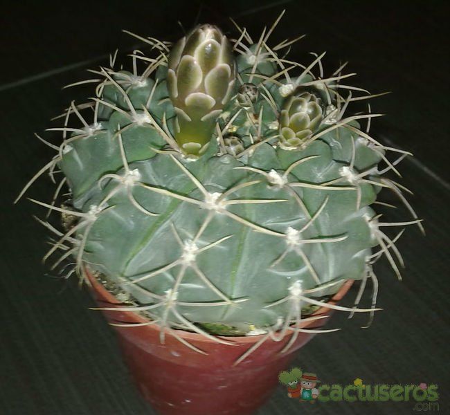 A photo of Gymnocalycium ritterianum