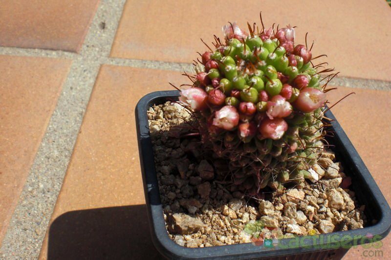 Una foto de Mammillaria crinita subsp. painteri