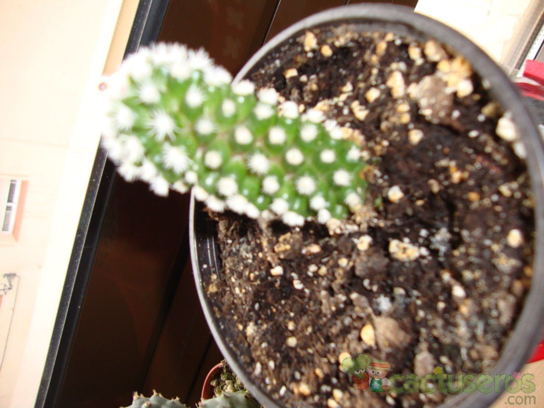 A photo of Mammillaria gracilis cv. Arizona Snowcap