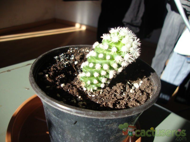 A photo of Mammillaria gracilis cv. Arizona Snowcap