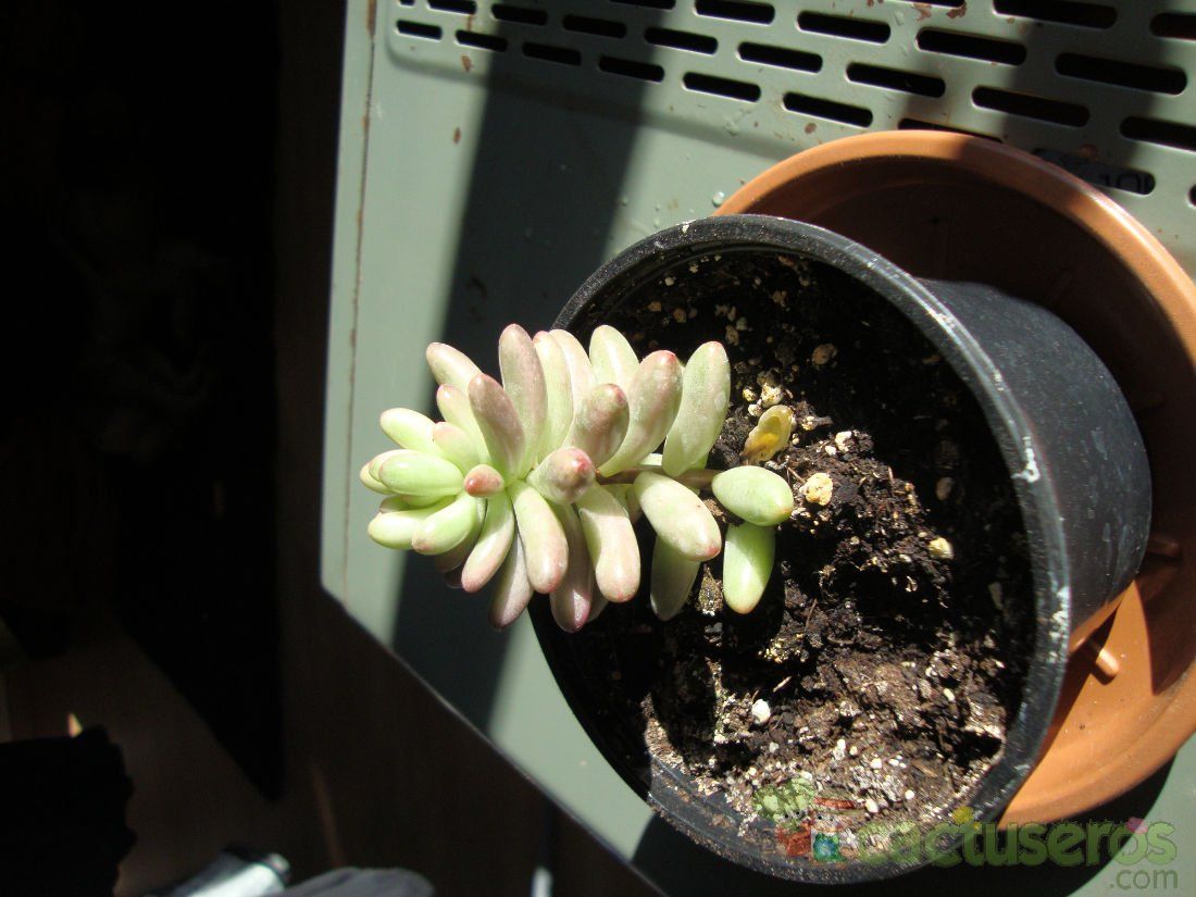 Una foto de Sedum rubrotinctum cv. aurora