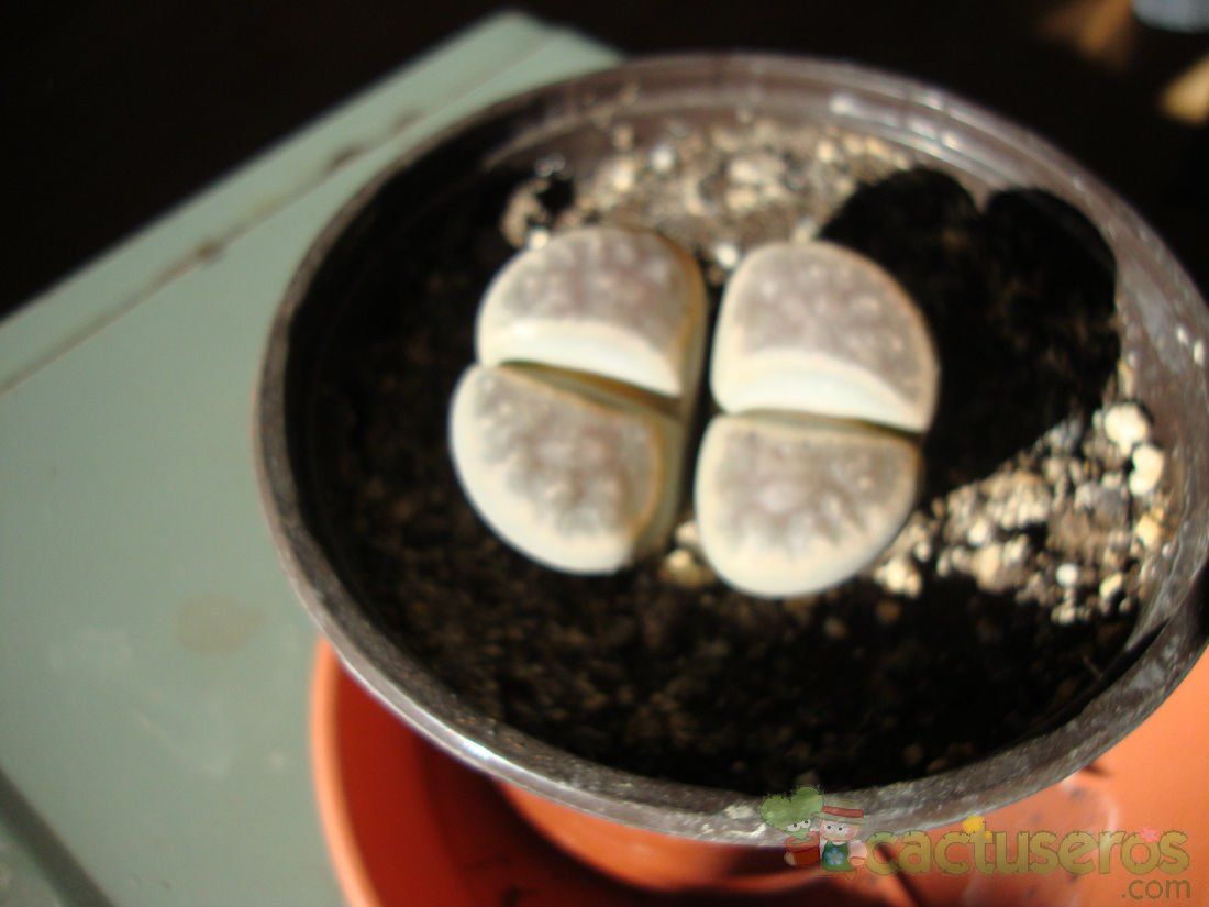 A photo of Lithops schwantesii ssp. schwantesii v. schwantesii