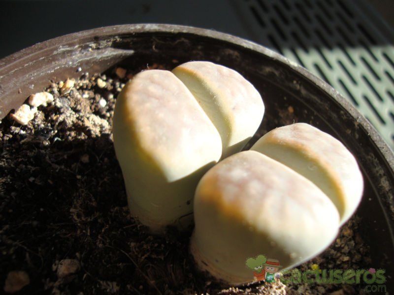 A photo of Lithops schwantesii ssp. schwantesii v. schwantesii
