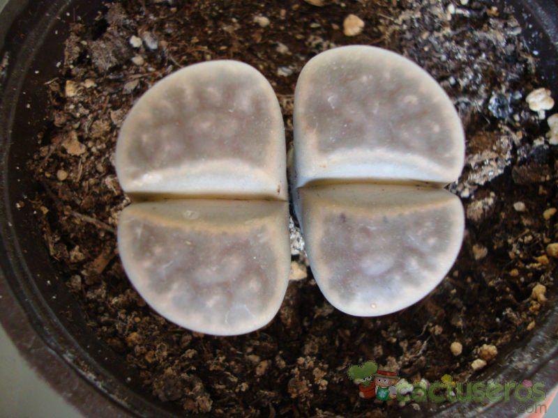 A photo of Lithops schwantesii ssp. schwantesii v. schwantesii