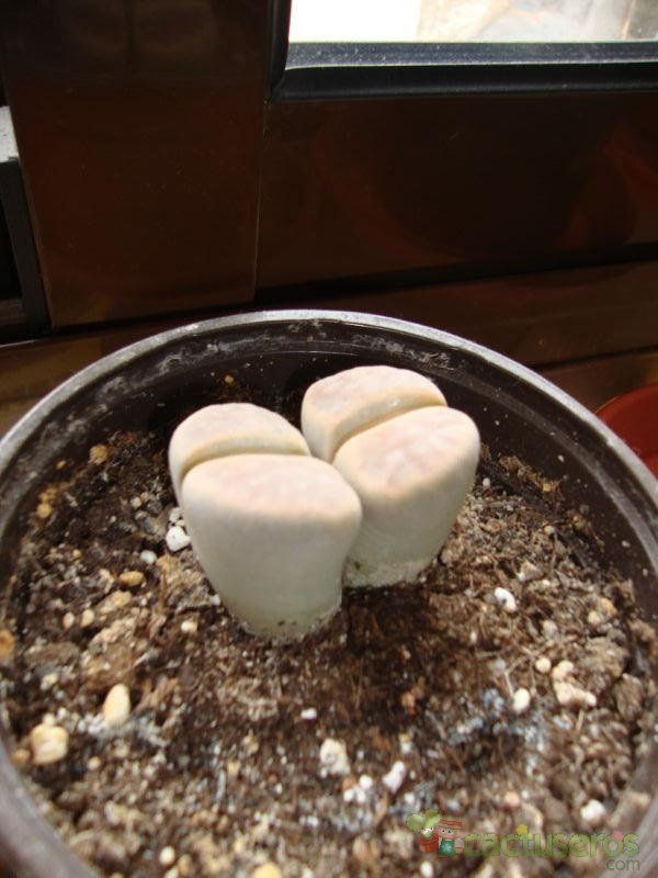 A photo of Lithops schwantesii ssp. schwantesii v. schwantesii