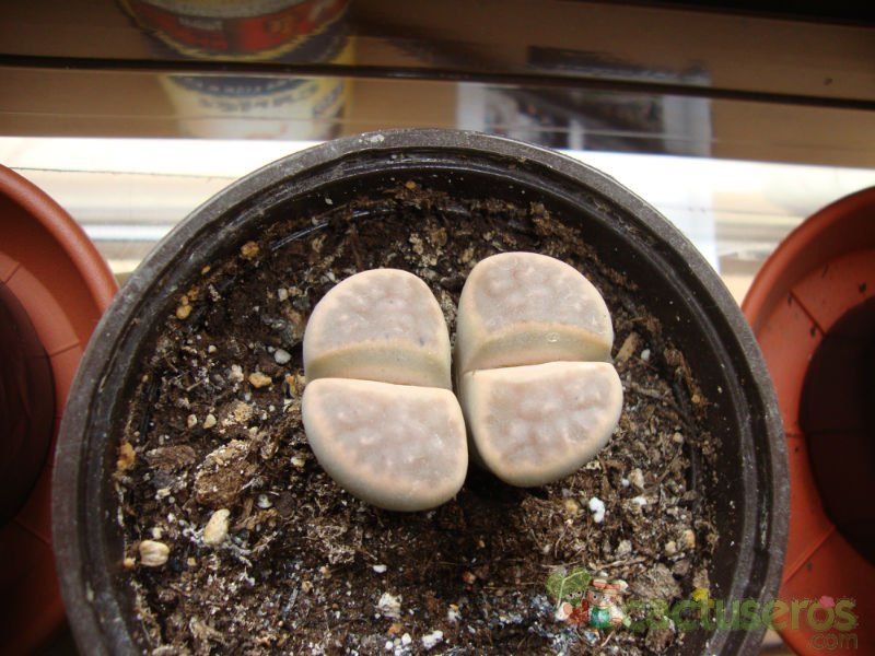 A photo of Lithops schwantesii ssp. schwantesii v. schwantesii