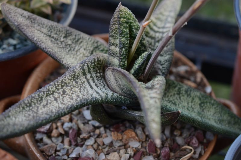 A photo of Gasteria batesiana  