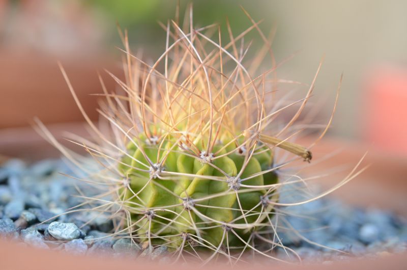Photo of a cactus currently being identified