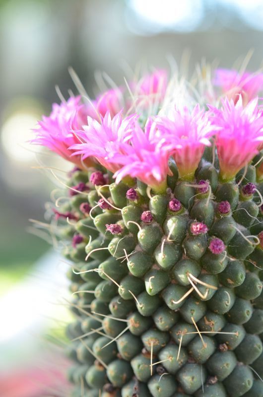 Una foto de Mammillaria spinosissima fma. unpico