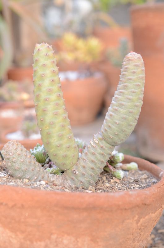 Una foto de Tephrocactus diadematus