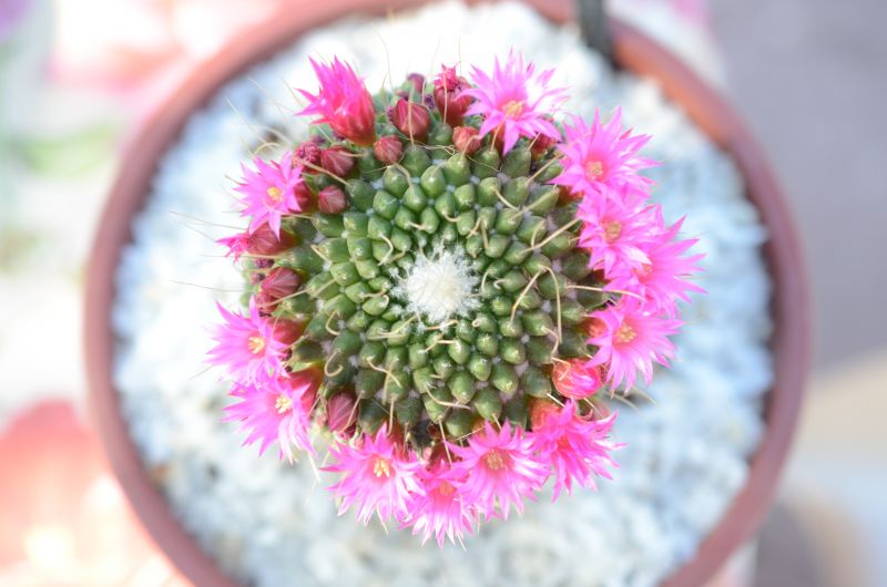 Una foto de Mammillaria spinosissima fma. unpico