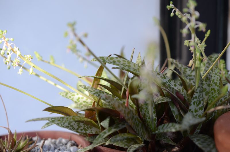 A photo of Ledebouria socialis