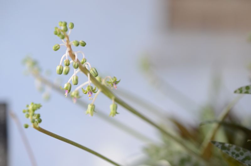 A photo of Ledebouria socialis