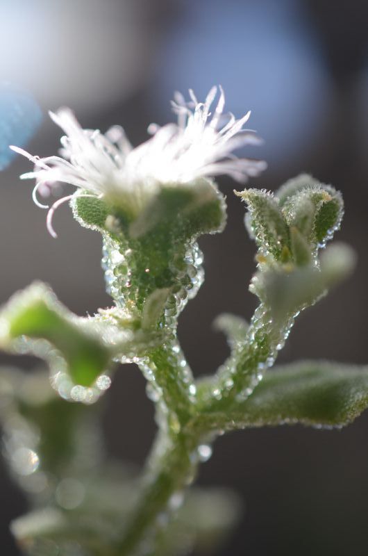 A photo of Mesembryanthemum crystallinum