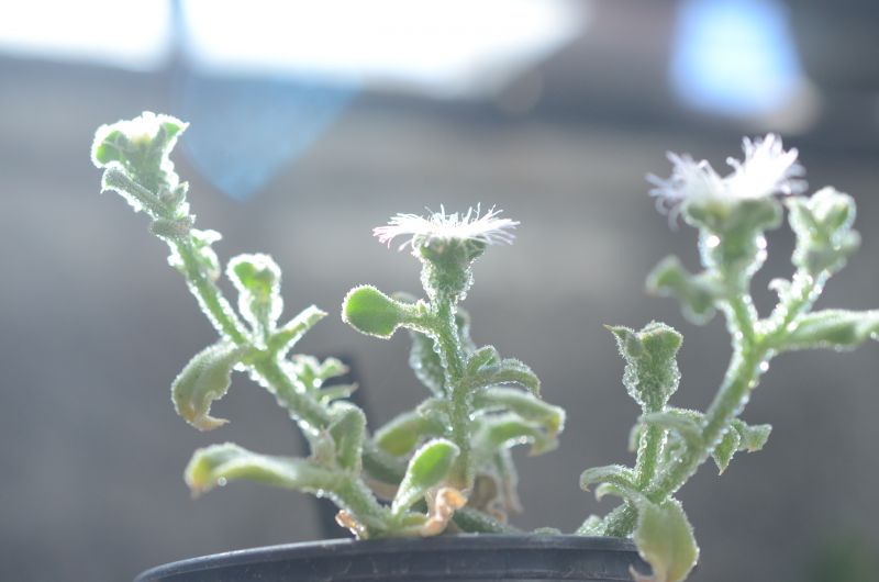A photo of Mesembryanthemum crystallinum