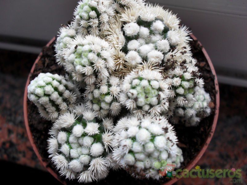 A photo of Mammillaria gracilis cv. Arizona Snowcap