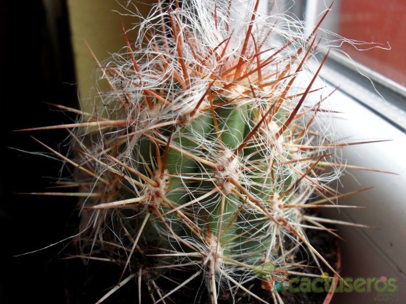 A photo of Oreocereus celsianus
