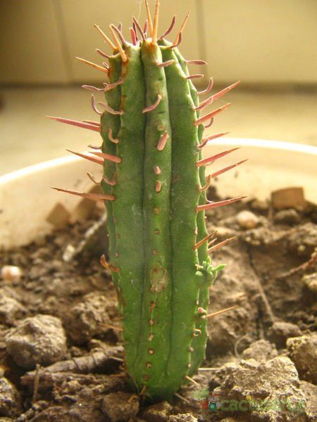 A photo of Euphorbia ferox