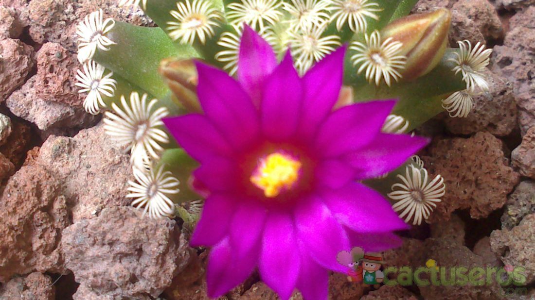 A photo of Mammillaria hernandezii