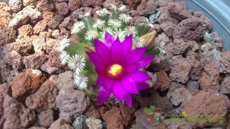 A photo of Mammillaria hernandezii