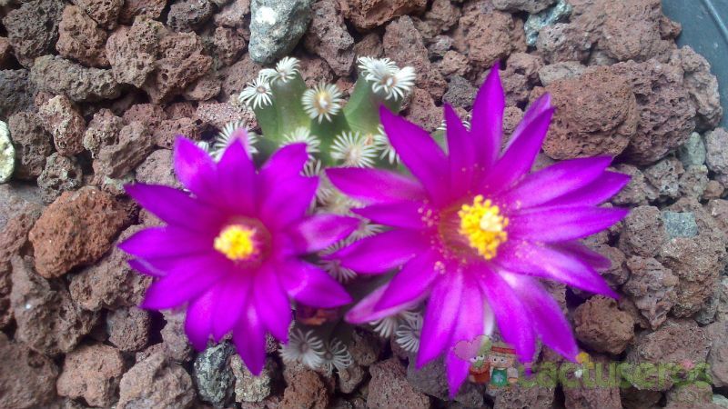 A photo of Mammillaria hernandezii