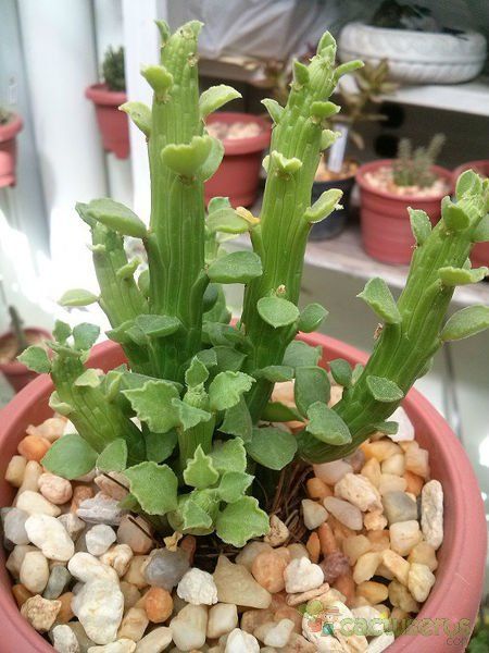 A photo of Euphorbia bisellenbeckii