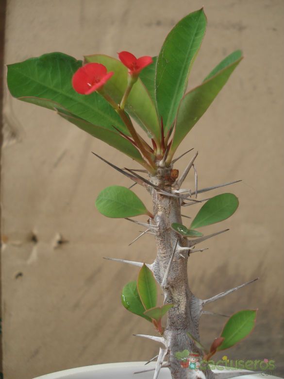 A photo of Euphorbia milii var. milii