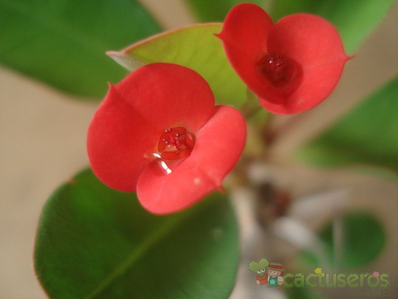A photo of Euphorbia milii var. milii