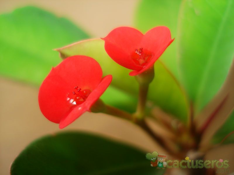 A photo of Euphorbia milii var. milii