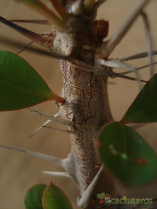 A photo of Euphorbia milii var. milii