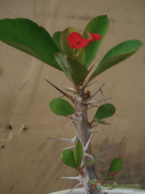 A photo of Euphorbia milii var. milii