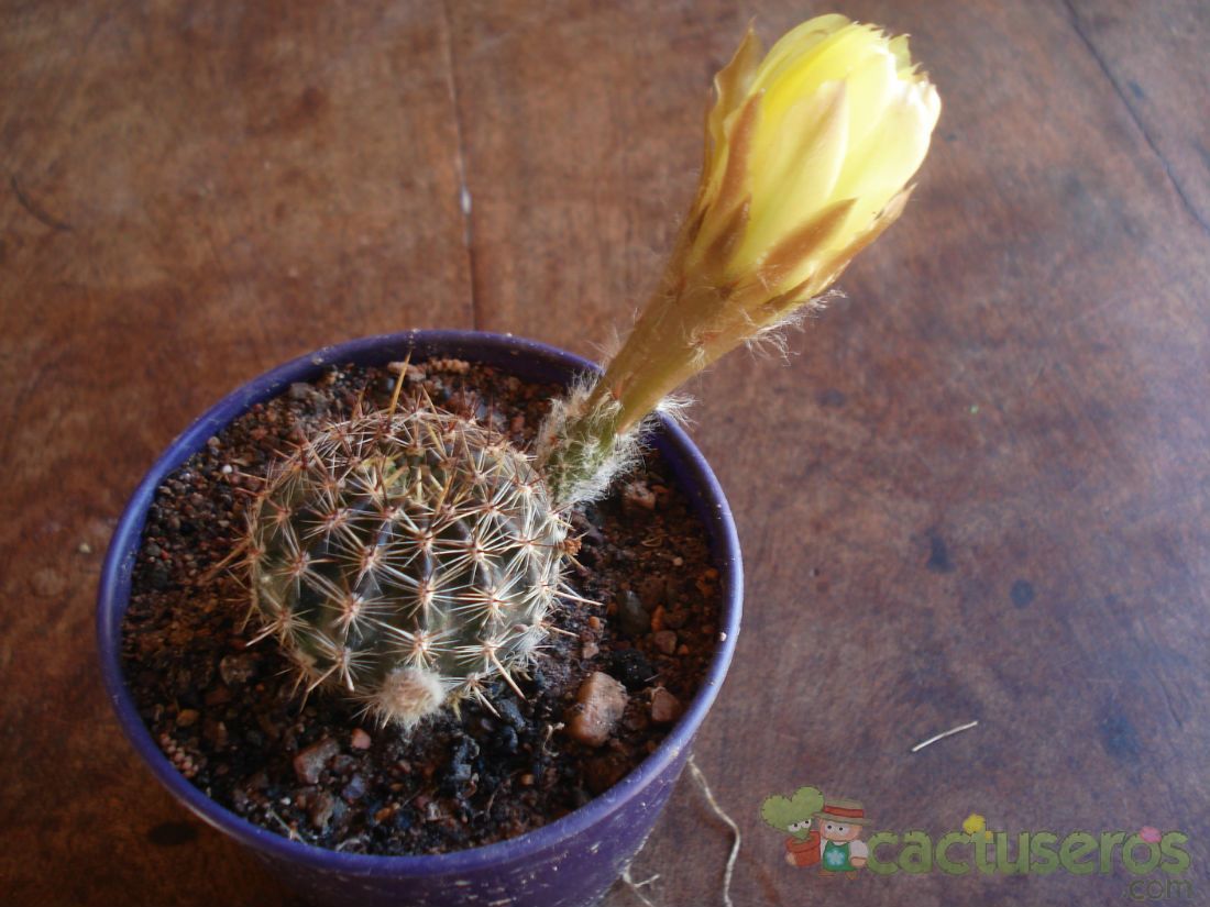 A photo of Echinopsis aurea
