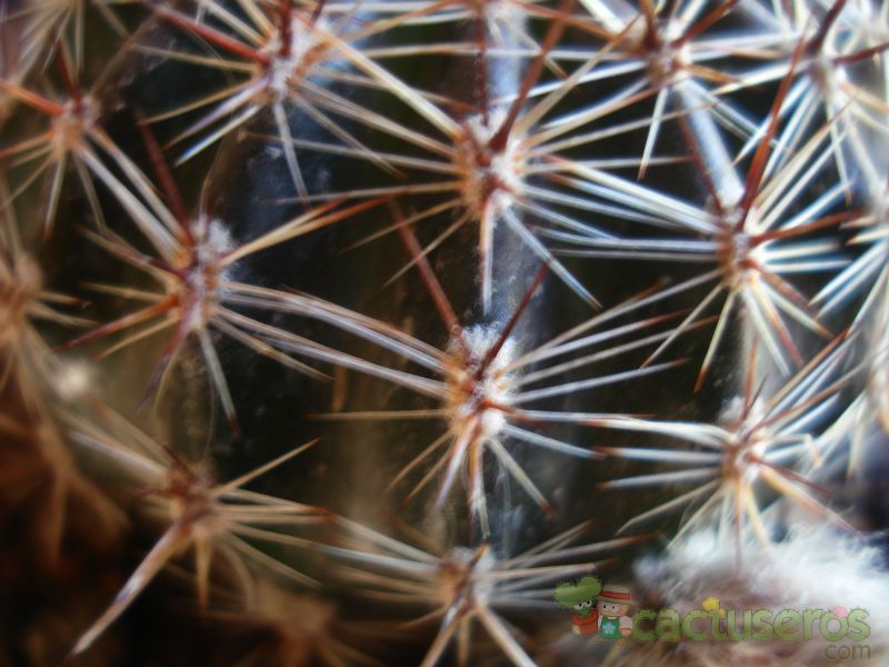A photo of Echinopsis aurea