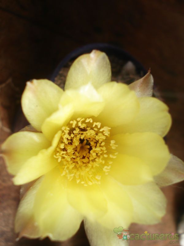 A photo of Echinopsis aurea